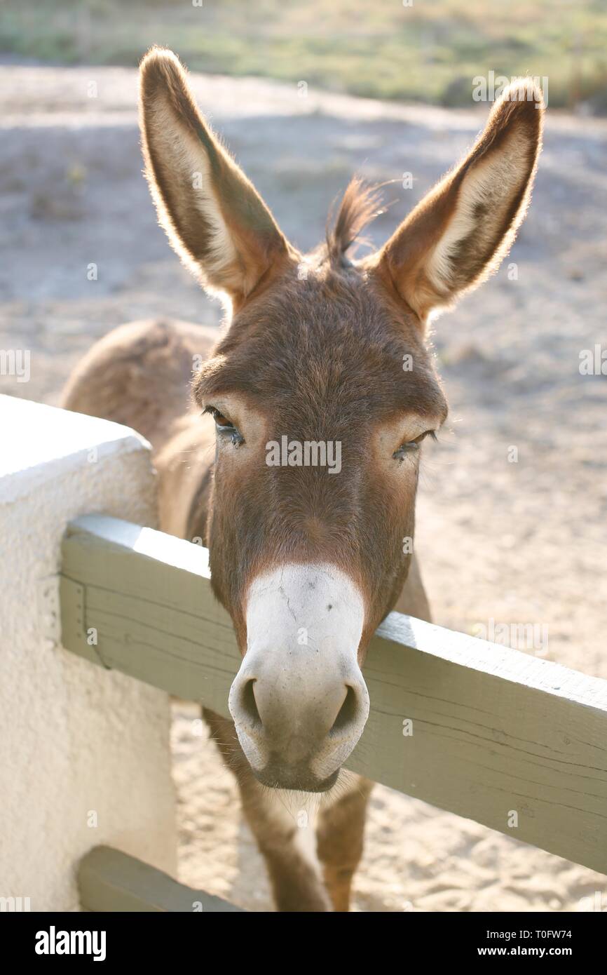 Jolie jeune âne brun et blanc close up de tête appuyée sur clôture dans le sud de la France Banque D'Images