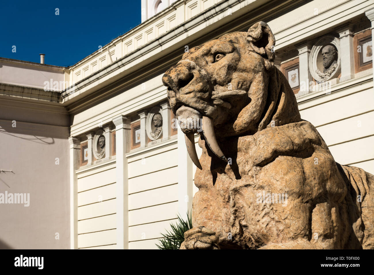 Crâne de tigre à dents de sabre Banque D'Images