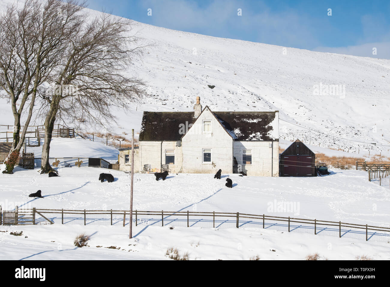 Les chiens de Terre-Neuve à l'extérieur d'une maison dans la neige en Wanlockhead village. Plus haut village d'Écosse. Dumfries et Galloway, Scottish Borders, Scotland Banque D'Images