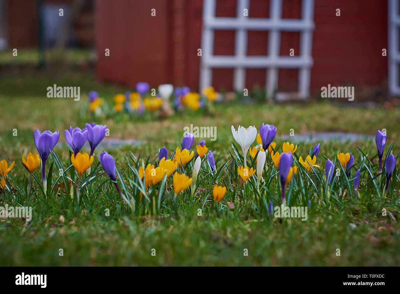 Crocusses au printemps en Bavière Munich Banque D'Images