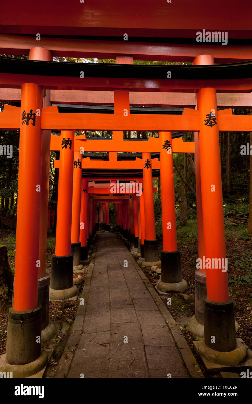 Torii tunnel au Sanctuaire Fushimi Inari Taisha à Kyoto. Banque D'Images