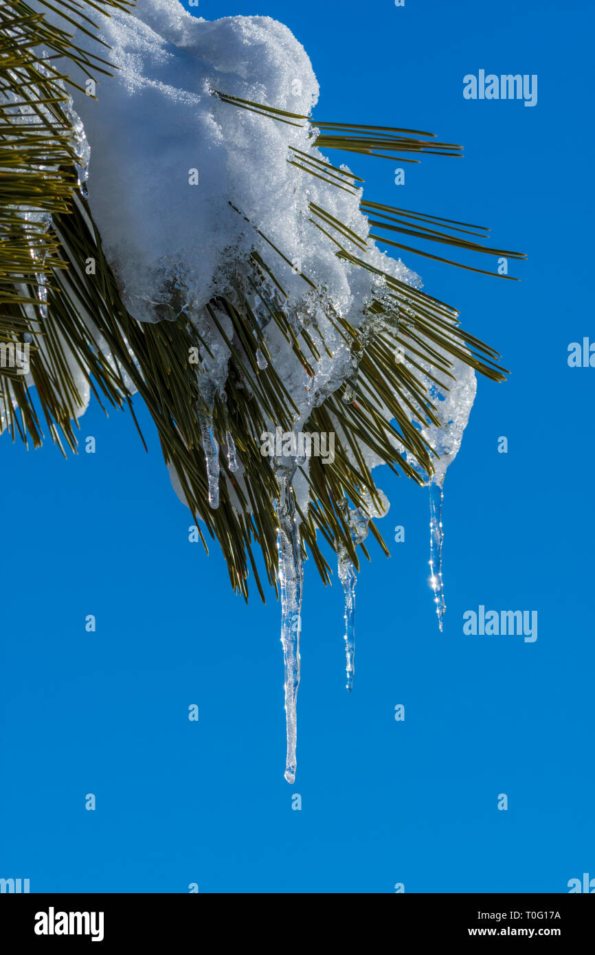 Les aiguilles de glace faucilles se suspendre à la tenue de la neige sur l'arbre de pin ponderosa clair froid matin, Castle Rock Colorado nous. Photo prise en mars. Banque D'Images