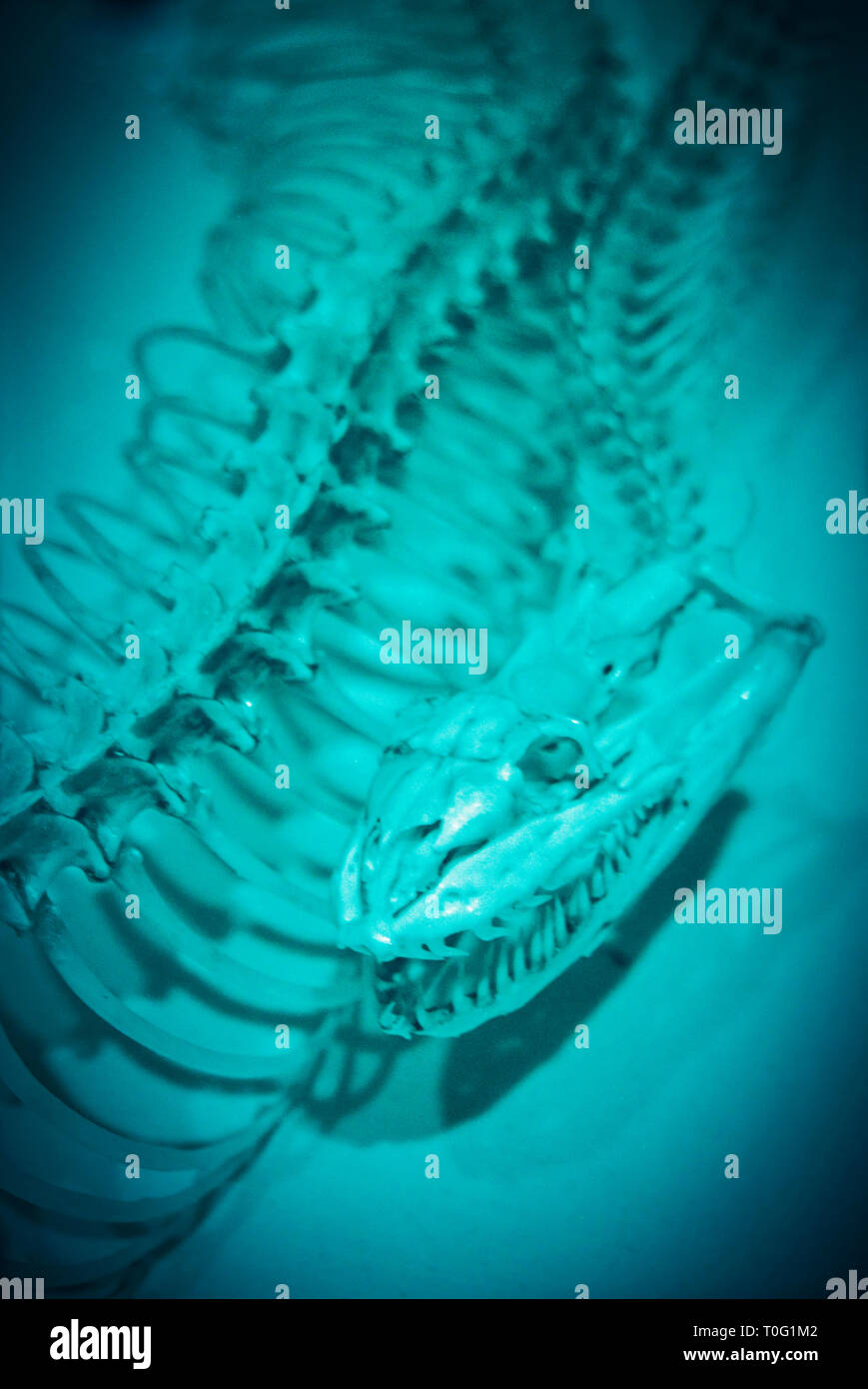 Squelette de serpent Banque D'Images