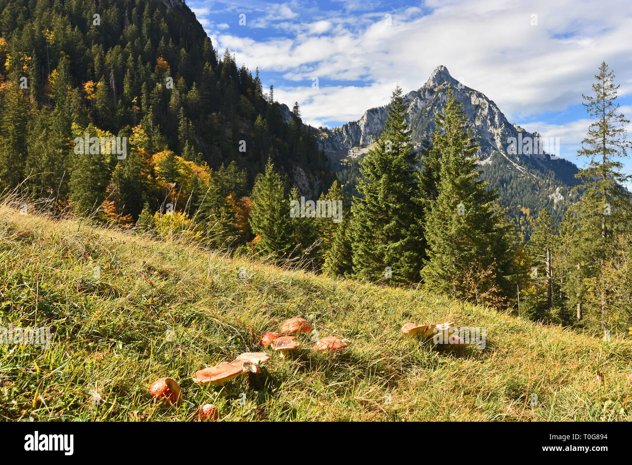 Beau paysage d'automne. Forêt colorée, rocky mountain et champignons rouge sous ciel bleu (Alpes (Bavière, Allemagne). Banque D'Images