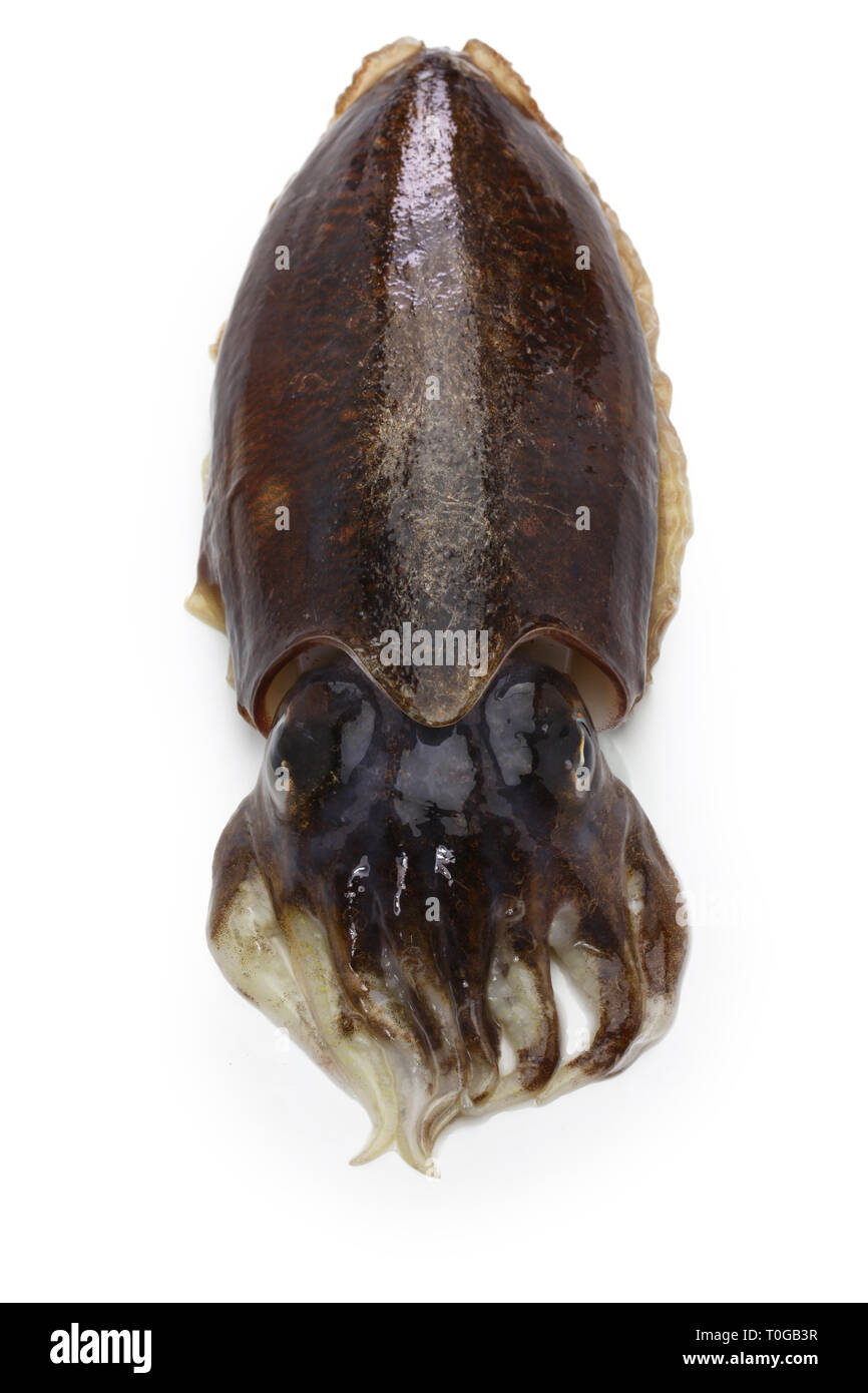 La seiche frais isolé sur fond blanc Banque D'Images