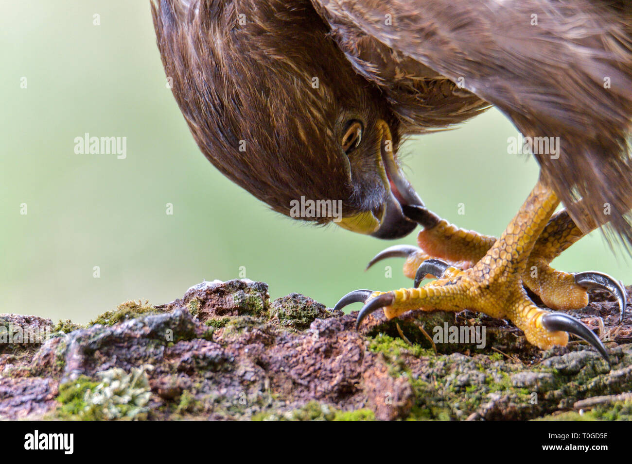 Buse variable, Buteo buteo, oiseau de proie Banque D'Images