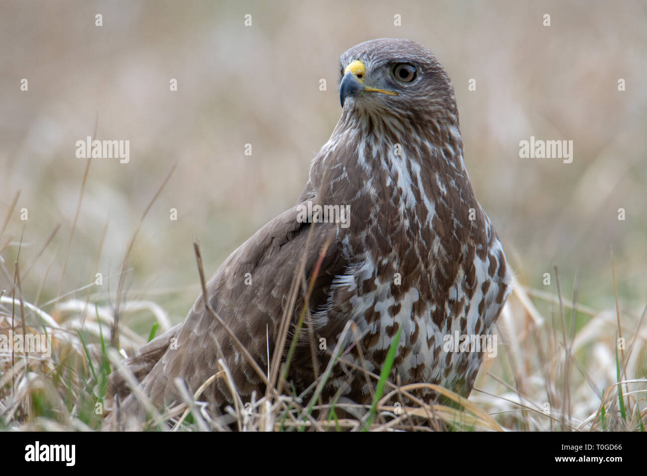 Buse variable, Buteo buteo, oiseau de proie Banque D'Images