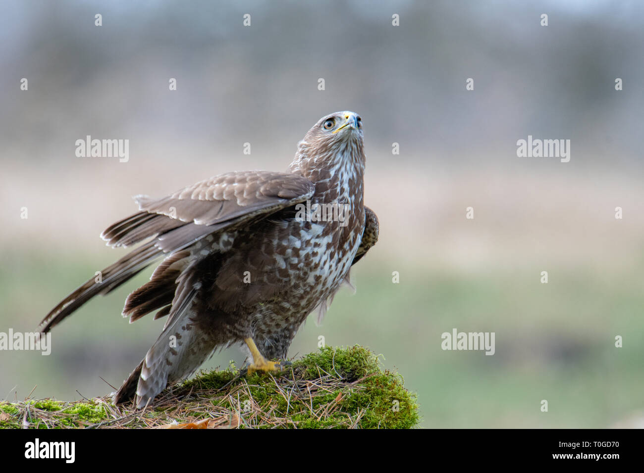 Buse variable, Buteo buteo, oiseau de proie Banque D'Images