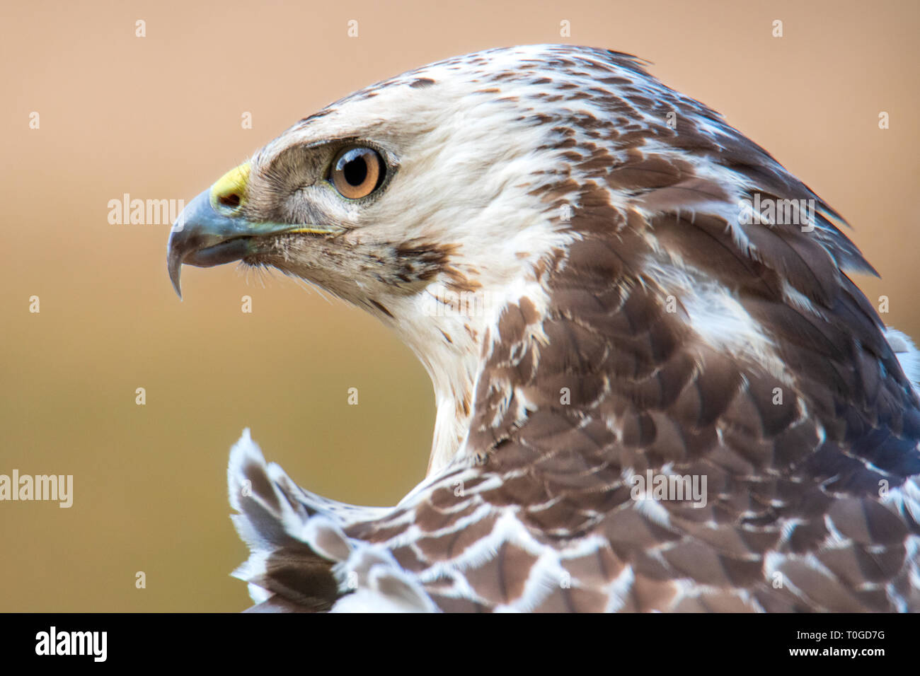 Buse variable, Buteo buteo, oiseau de proie Banque D'Images