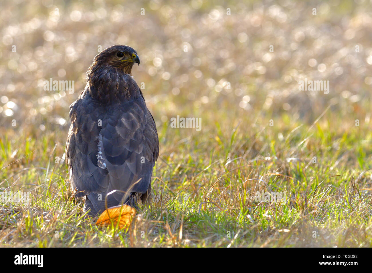 Buse variable, Buteo buteo, oiseau de proie Banque D'Images