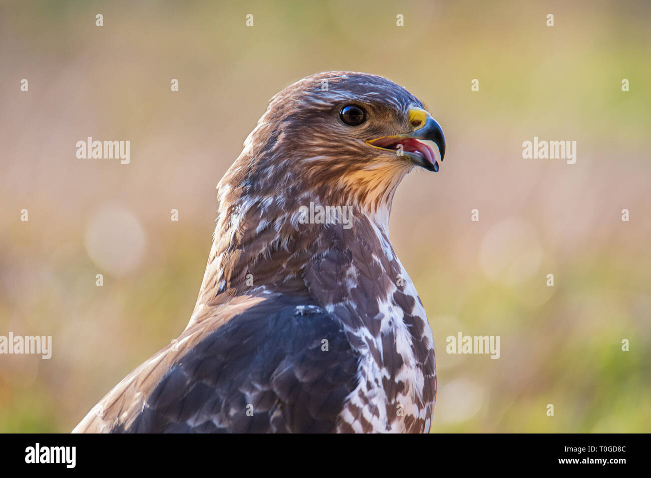 Buse variable, Buteo buteo, oiseau de proie Banque D'Images