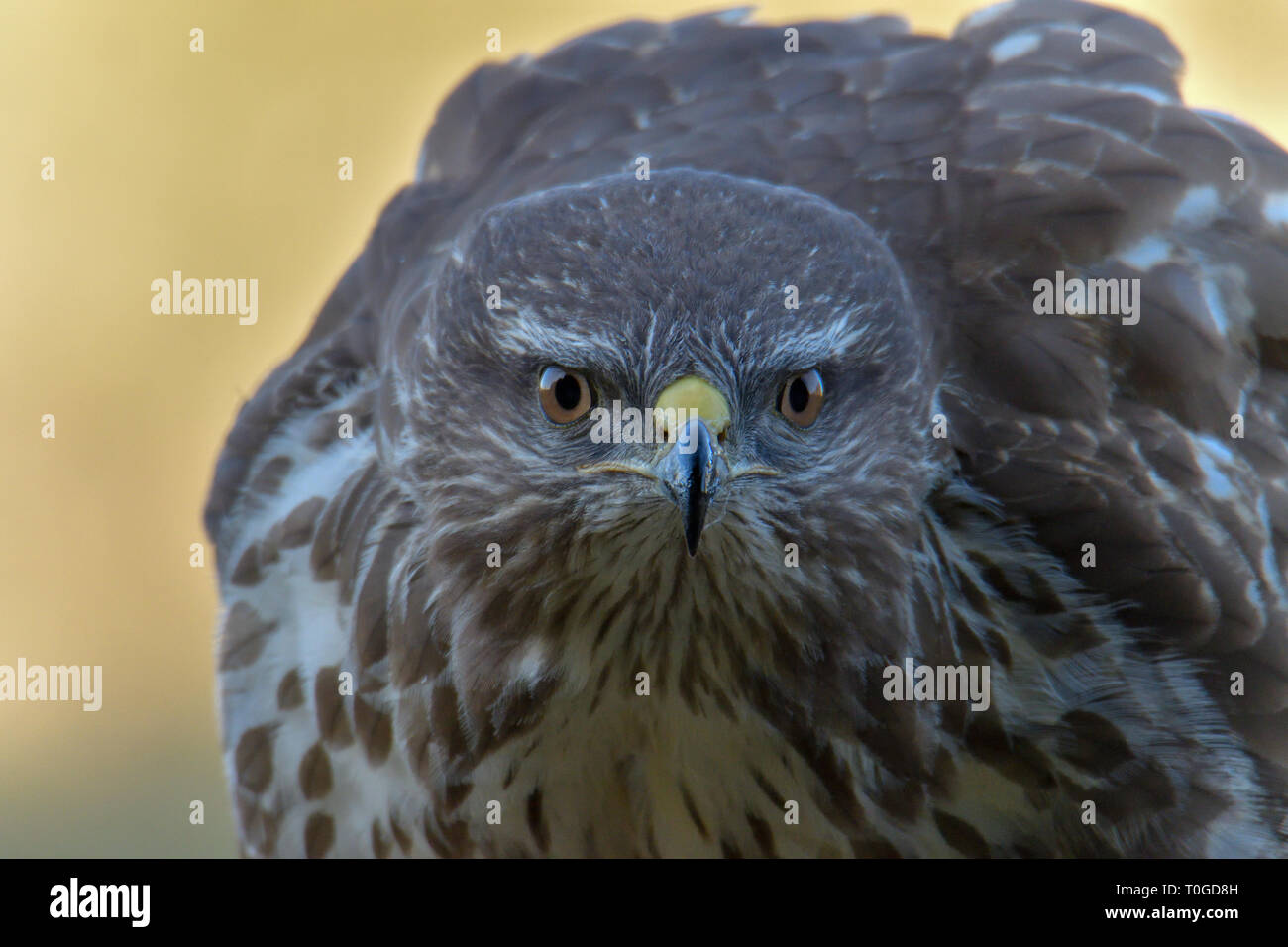 Buse variable, Buteo buteo, oiseau de proie Banque D'Images