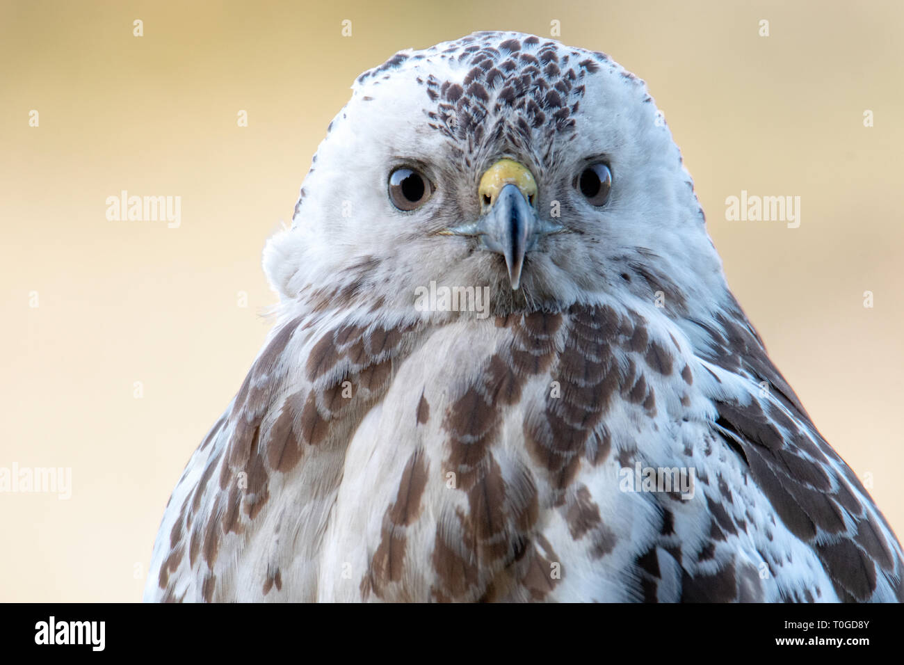 Buse variable, Buteo buteo, oiseau de proie Banque D'Images