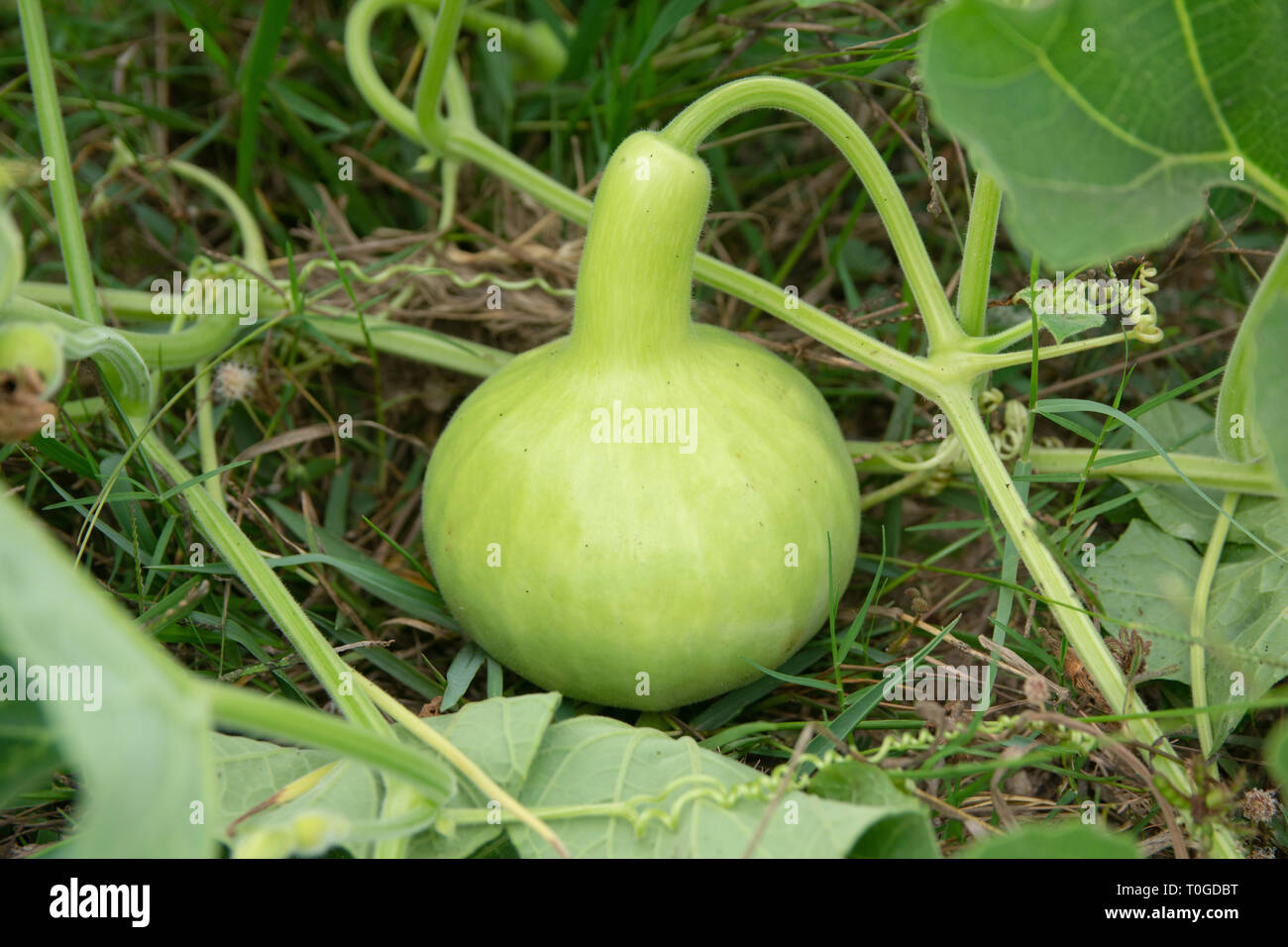 Gourde bouteille ou gourde calebasse sur le sol dans le jardin Banque D'Images