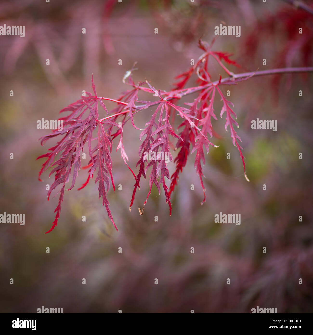 Japanese maple, Acer palmatum dissectum Garnet' arbre à feuilles caduques a photographié à Wakehurst Wild Jardin botanique en Angleterre Banque D'Images