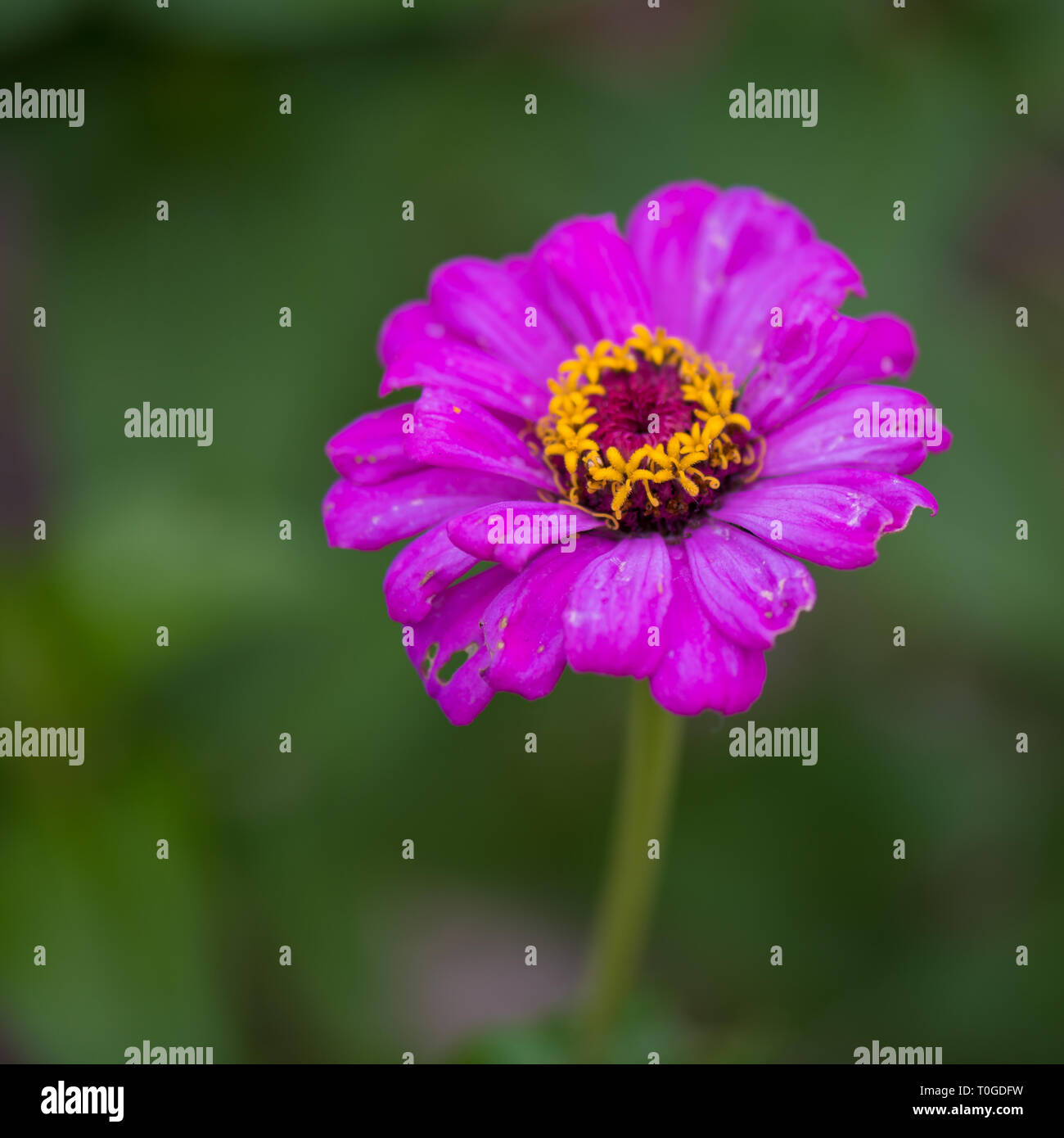 Fleur rose dans les jardins botaniques de Wakehurst, Royaume-Uni Banque D'Images