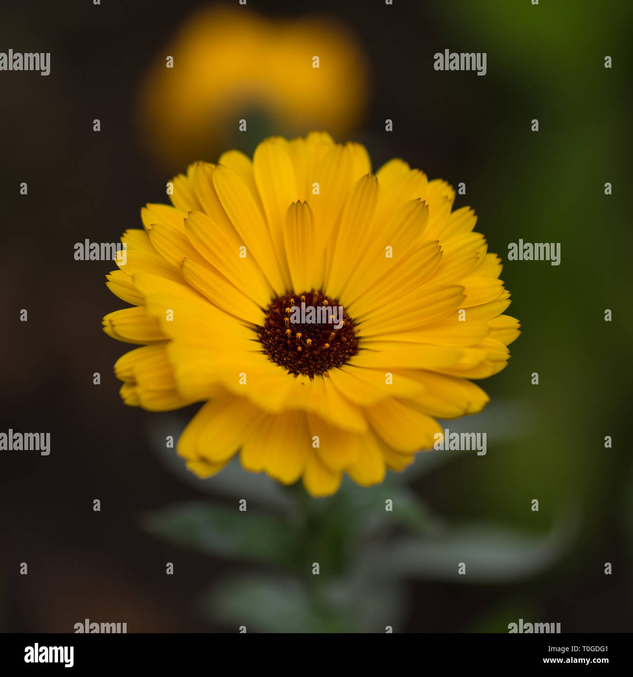 Fleur jaune dans le jardin botanique de Wakehurst, Royaume-Uni Banque D'Images