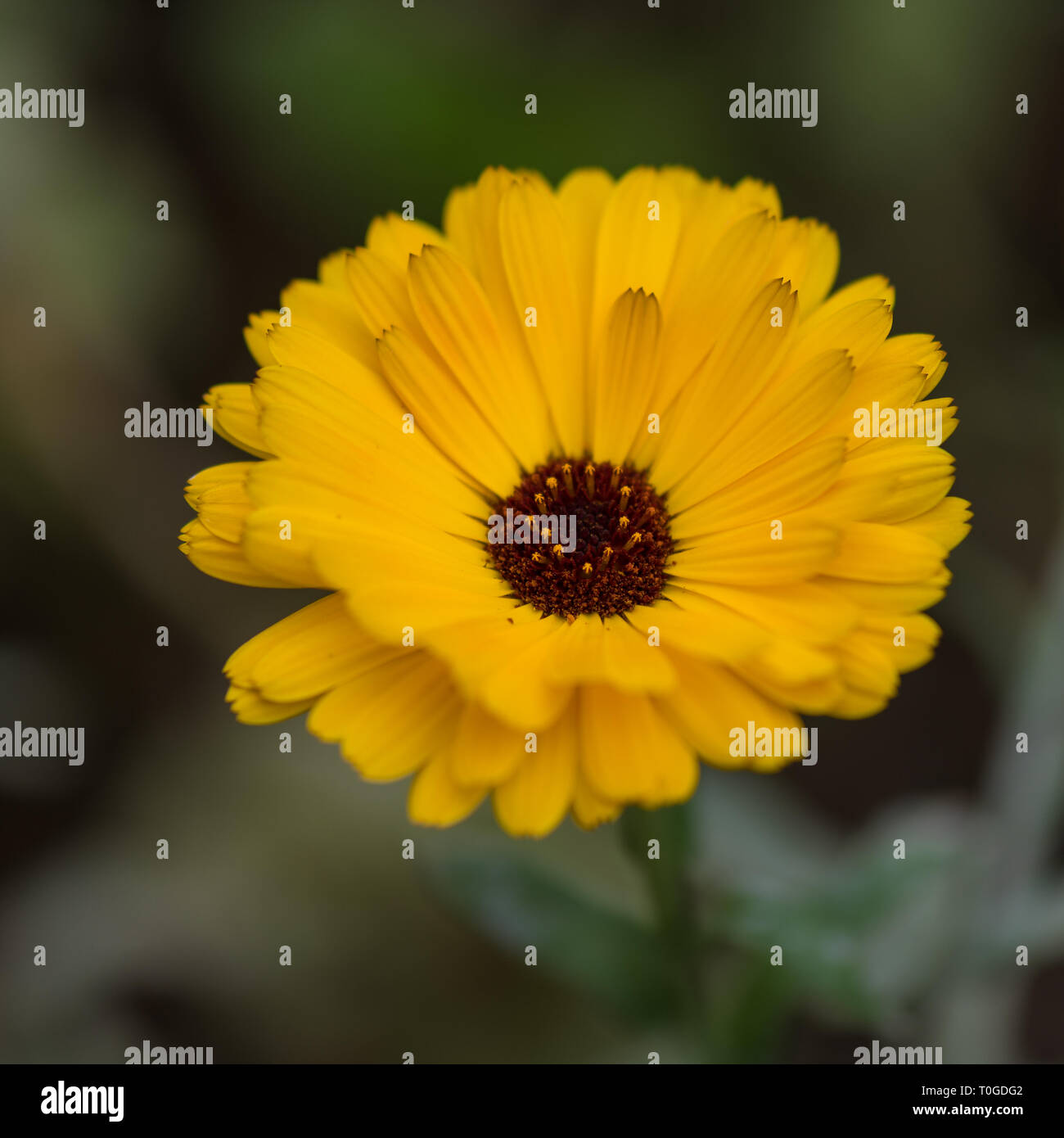 Fleur jaune dans le jardin botanique de Wakehurst, Royaume-Uni Banque D'Images