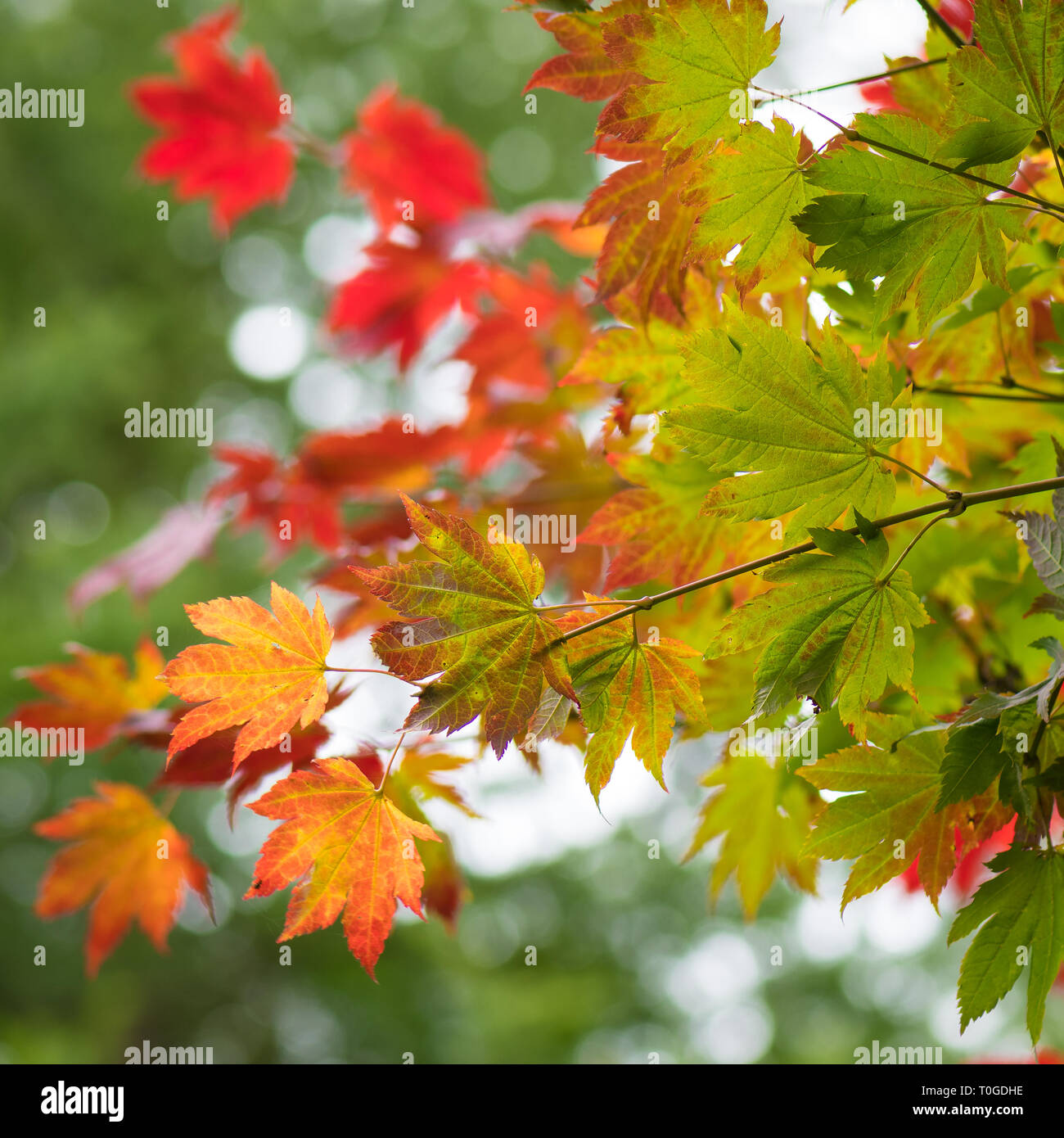 Japanese maple Acer japonicum '' photographié à Wakehurst Jardins Botaniques sauvages en Angleterre Banque D'Images