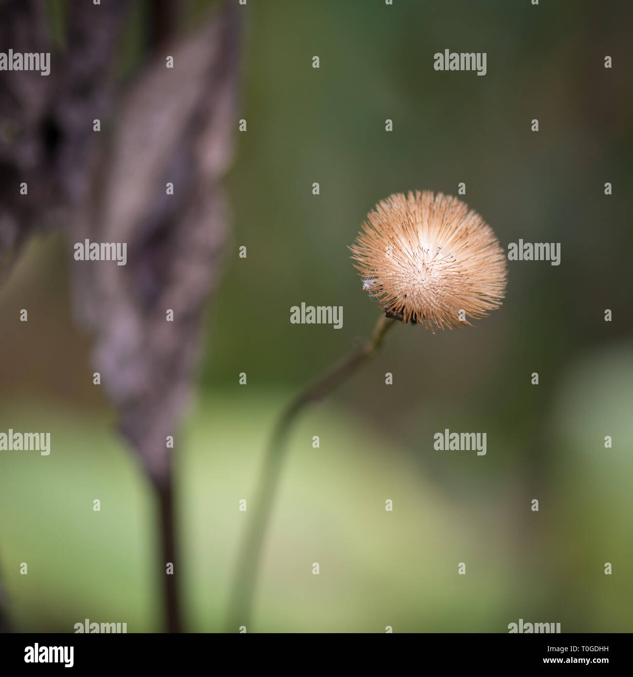 Les plantes en automne sec Wakehurst Banque D'Images