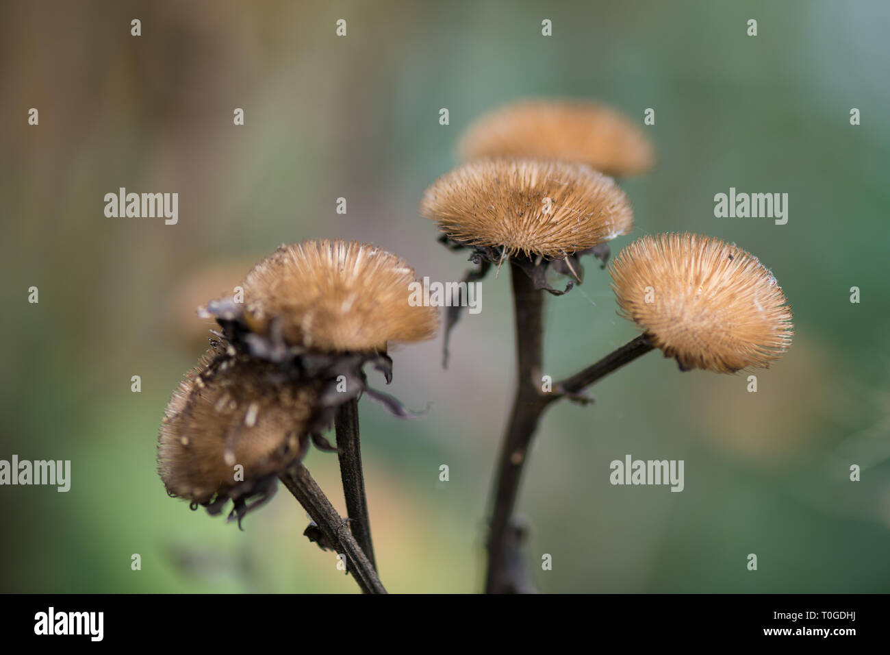 Les plantes en automne sec Wakehurst Banque D'Images