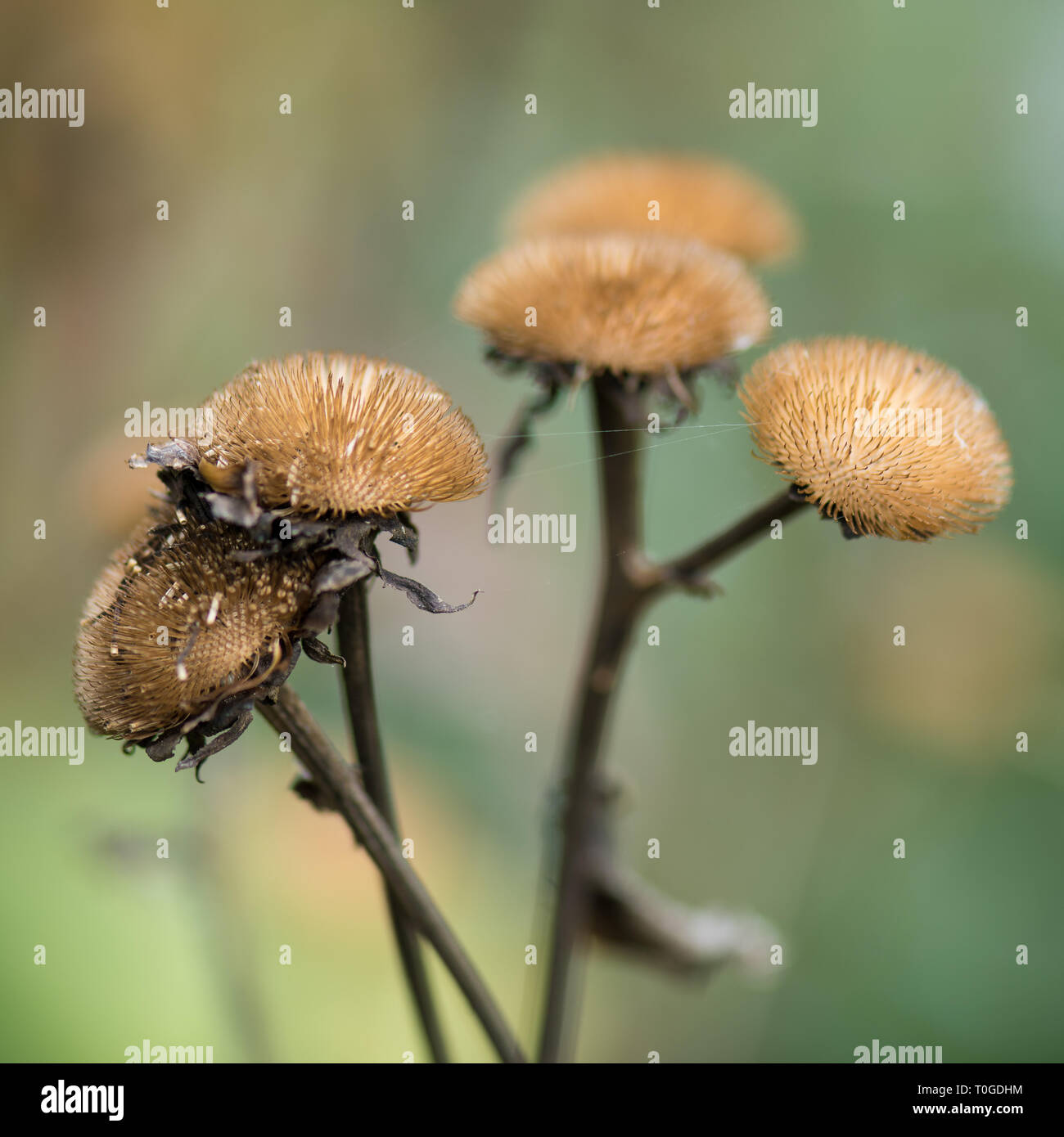 Les plantes en automne sec Wakehurst Banque D'Images
