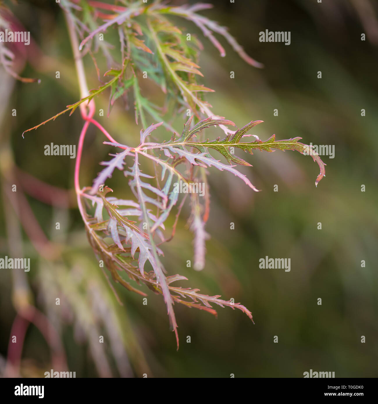Acer japonais, Acer palmatum 'Dissectum' photographiée en automne à Wakehurst Jardins Botaniques sauvages en Angleterre Banque D'Images