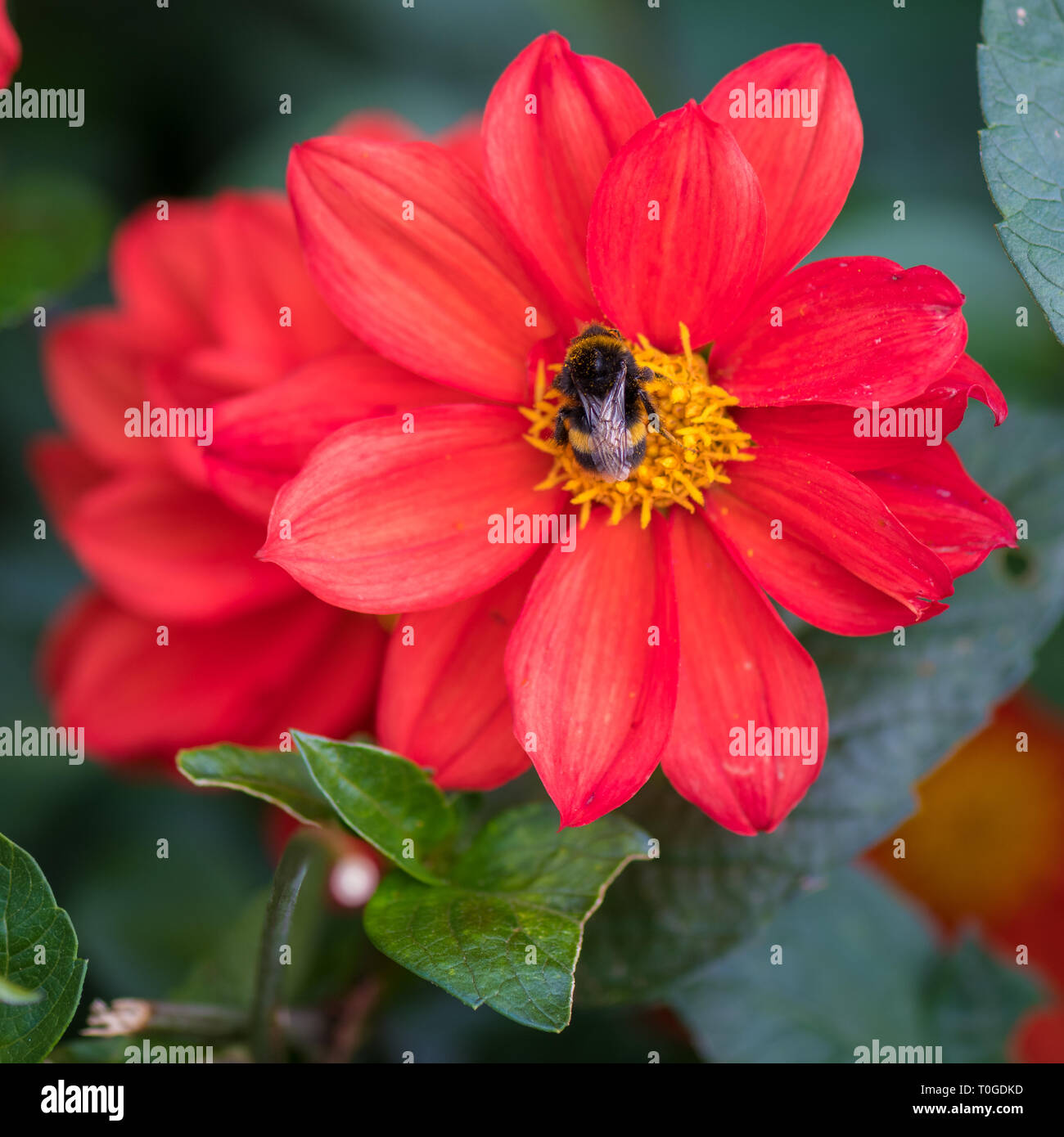 Wakehurst' et 'une abeille photographiée au Jardin botanique de sauvages Wakehurst Engalnd Banque D'Images