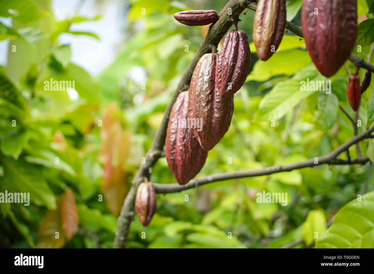 Fruits de cacao et des arbres dans les hautes terres de l'île Samosir au nord de Sumatra, Indonésie Banque D'Images