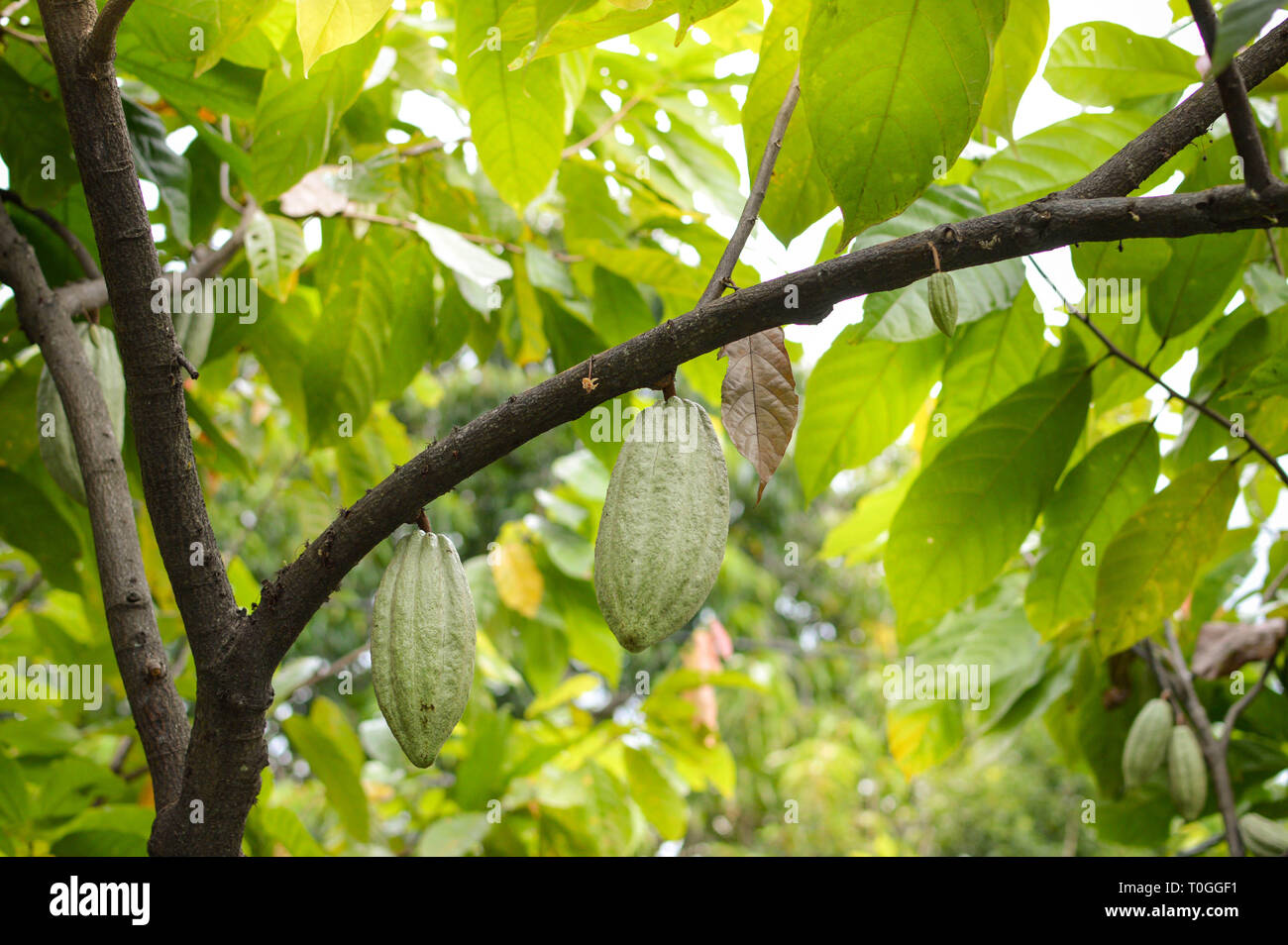 Fruits de cacao et des arbres dans les hautes terres de l'île Samosir au nord de Sumatra, Indonésie Banque D'Images