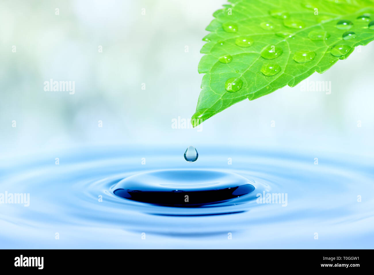 Goutte de pluie qui tombe du vert de la feuille à la surface de l