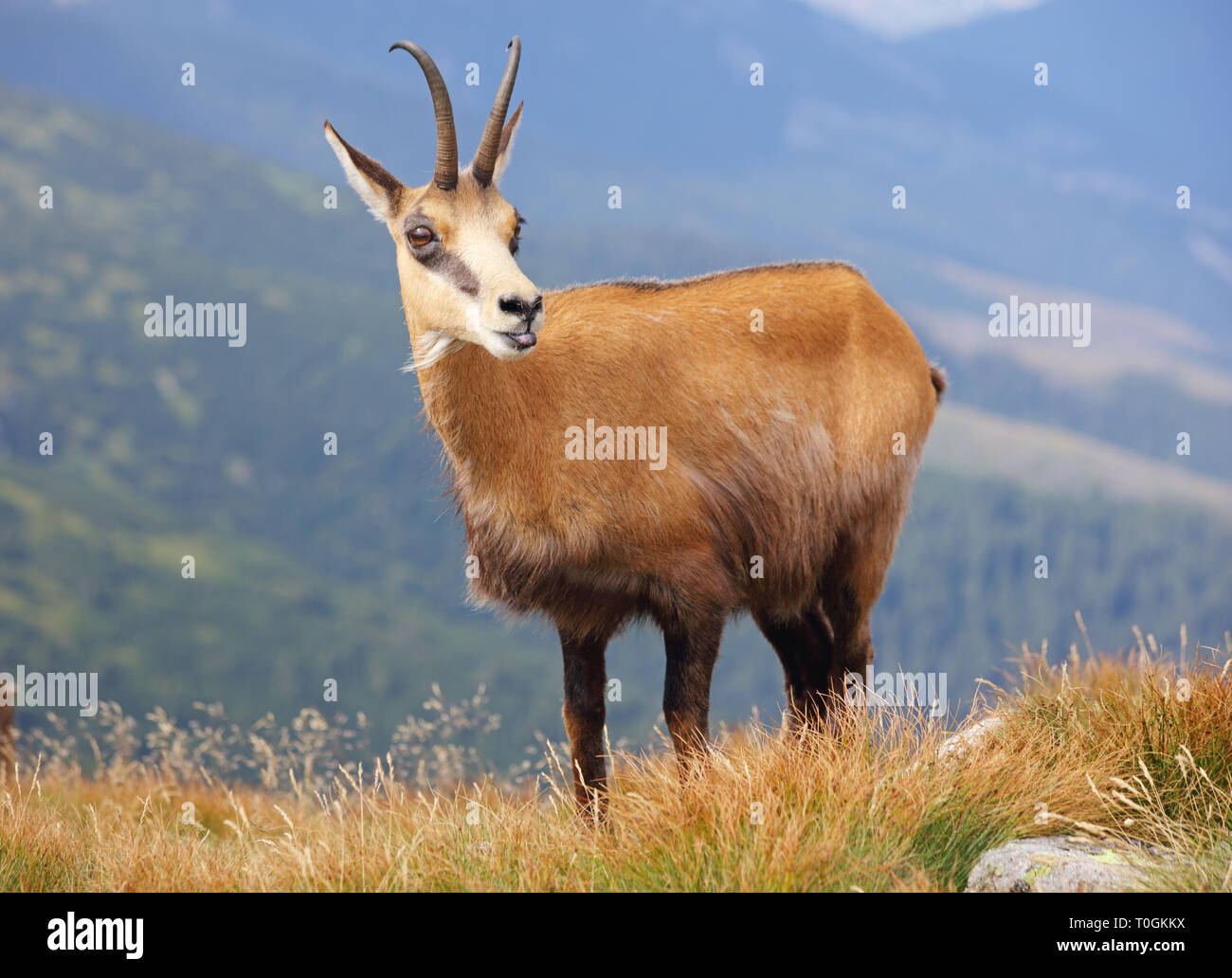 La nature sauvage en Slovaquie, Chamois Banque D'Images