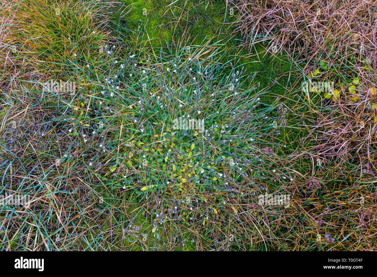 La lumière verte de mousse, l'herbe, des lichens, des rochers couverts, c'est la seule végétation sur Svalbard, Norvège, de l'Arctique fond naturel extraordinaire Banque D'Images