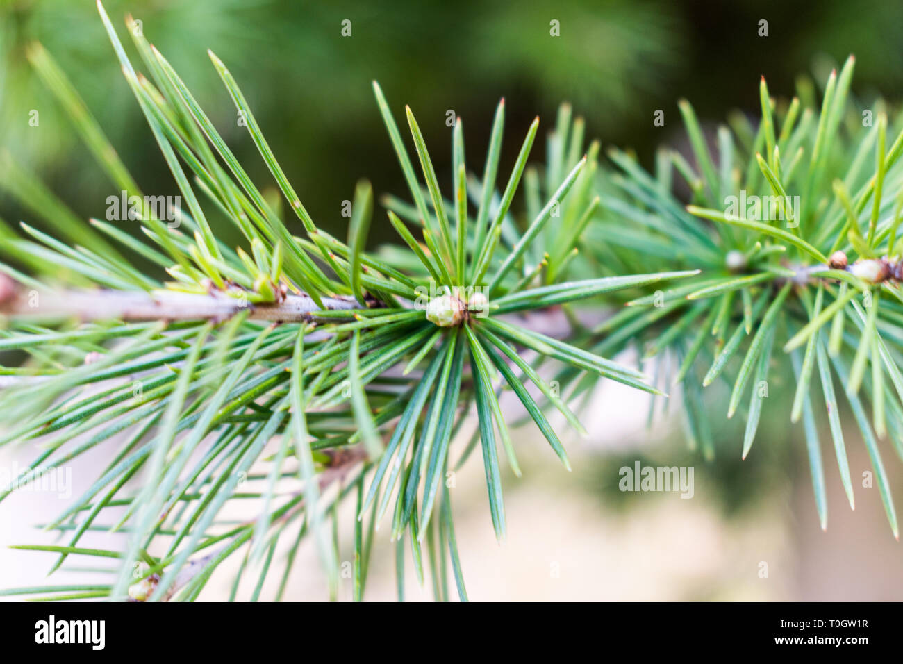 C'est une macro de capture une branche d'arbre aiguilles et vous pouvez voir le beau contraste entre le vert blanc et marron qui font de la photo à Banque D'Images