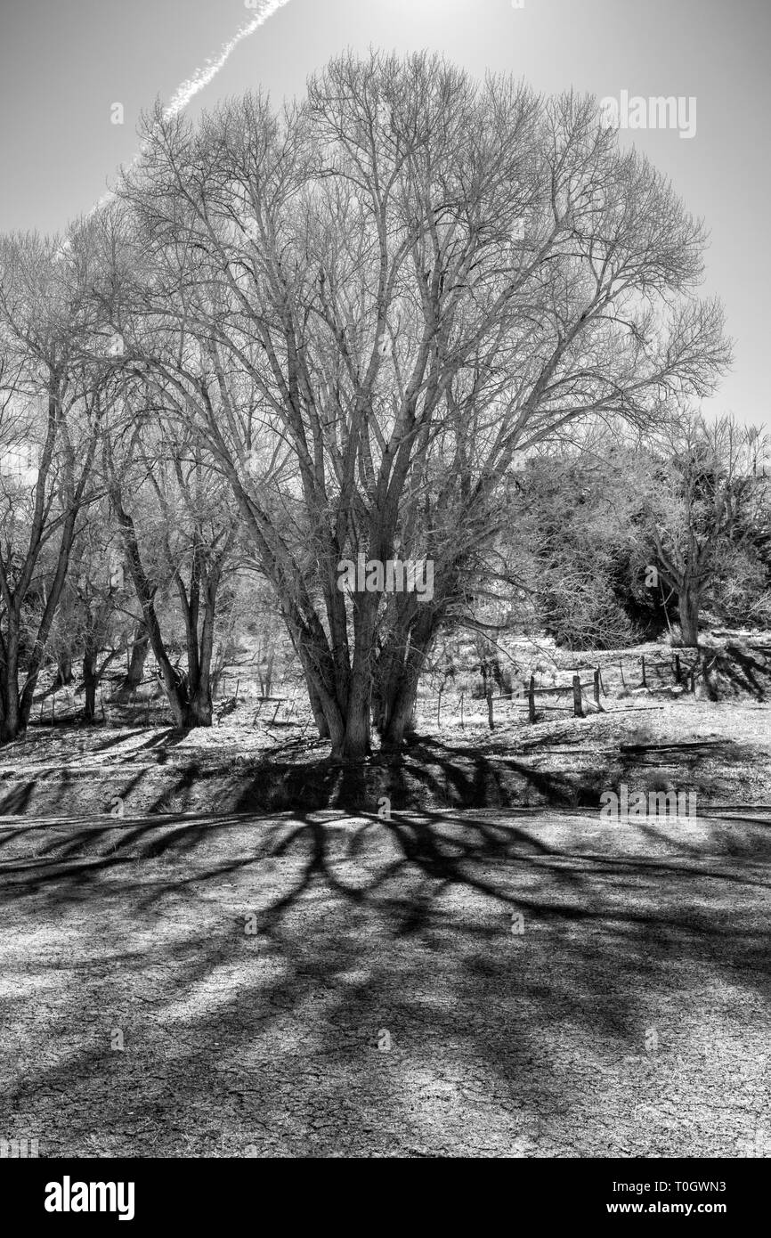 Noir & blanc vue de Fremont peupliers contre rétroéclairé clair Ciel d'hiver ; Vandaveer Ranch ; Salida, Colorado, USA Banque D'Images