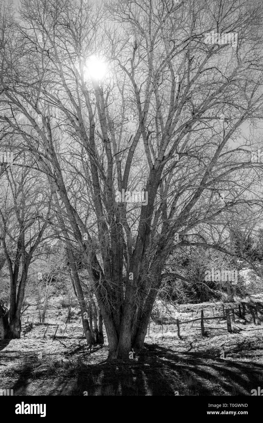 Noir & blanc vue de Fremont peupliers contre rétroéclairé clair Ciel d'hiver ; Vandaveer Ranch ; Salida, Colorado, USA Banque D'Images