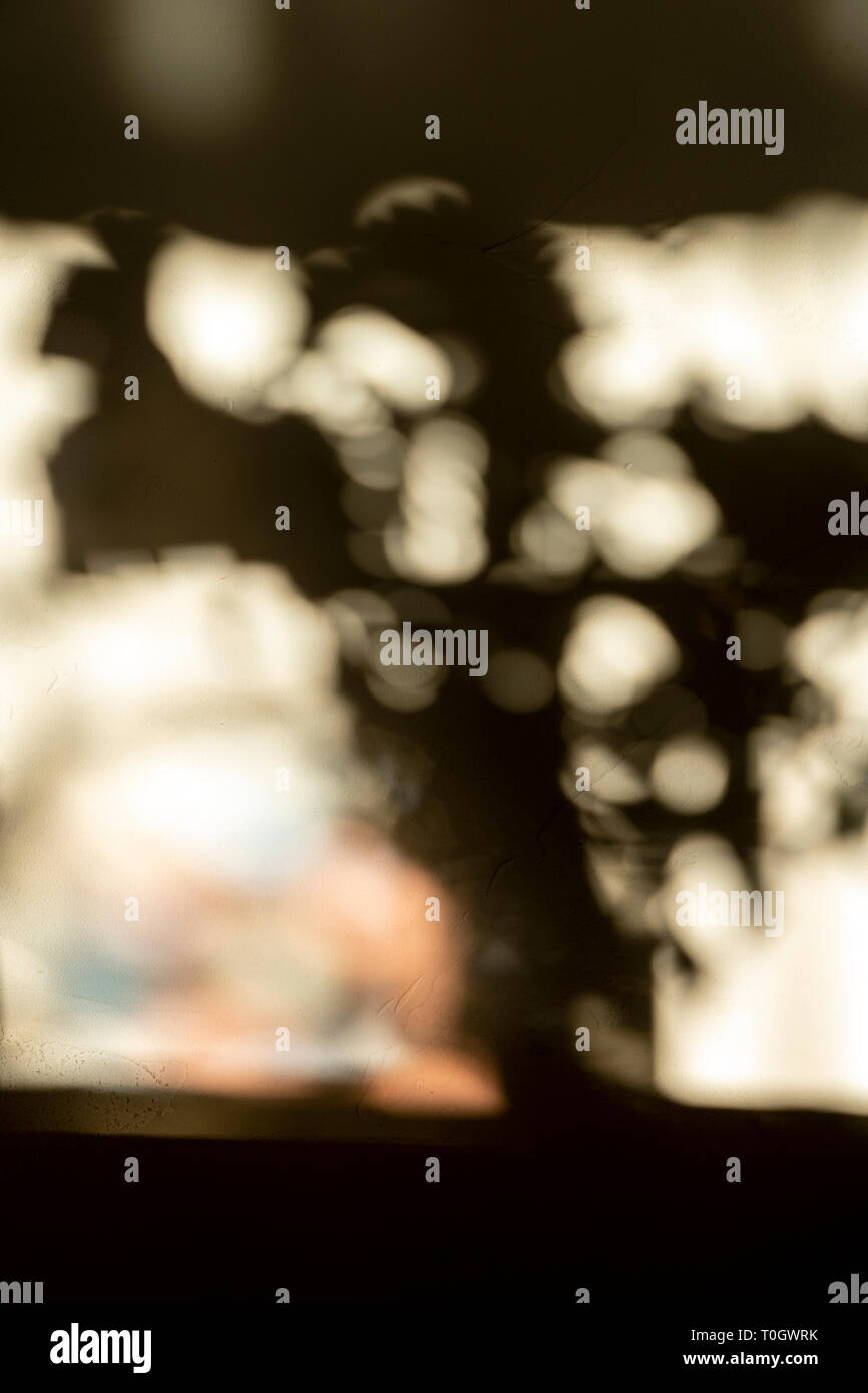 La lumière du soleil du matin des ombres projets fleurs'' sur le mur Banque D'Images