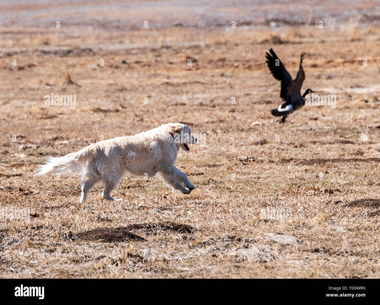 Couleur platine Golden Retriever dog chasser la Bernache du Canada dans un ranch du Colorado, USA Banque D'Images