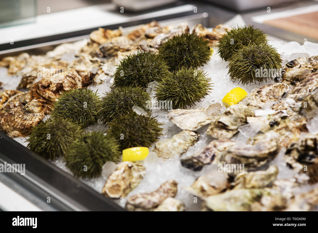 L'oursin de mer frais et des huîtres pour la vente à un marché de fruits de mer à Boston, Massachusetts, États-Unis. Banque D'Images