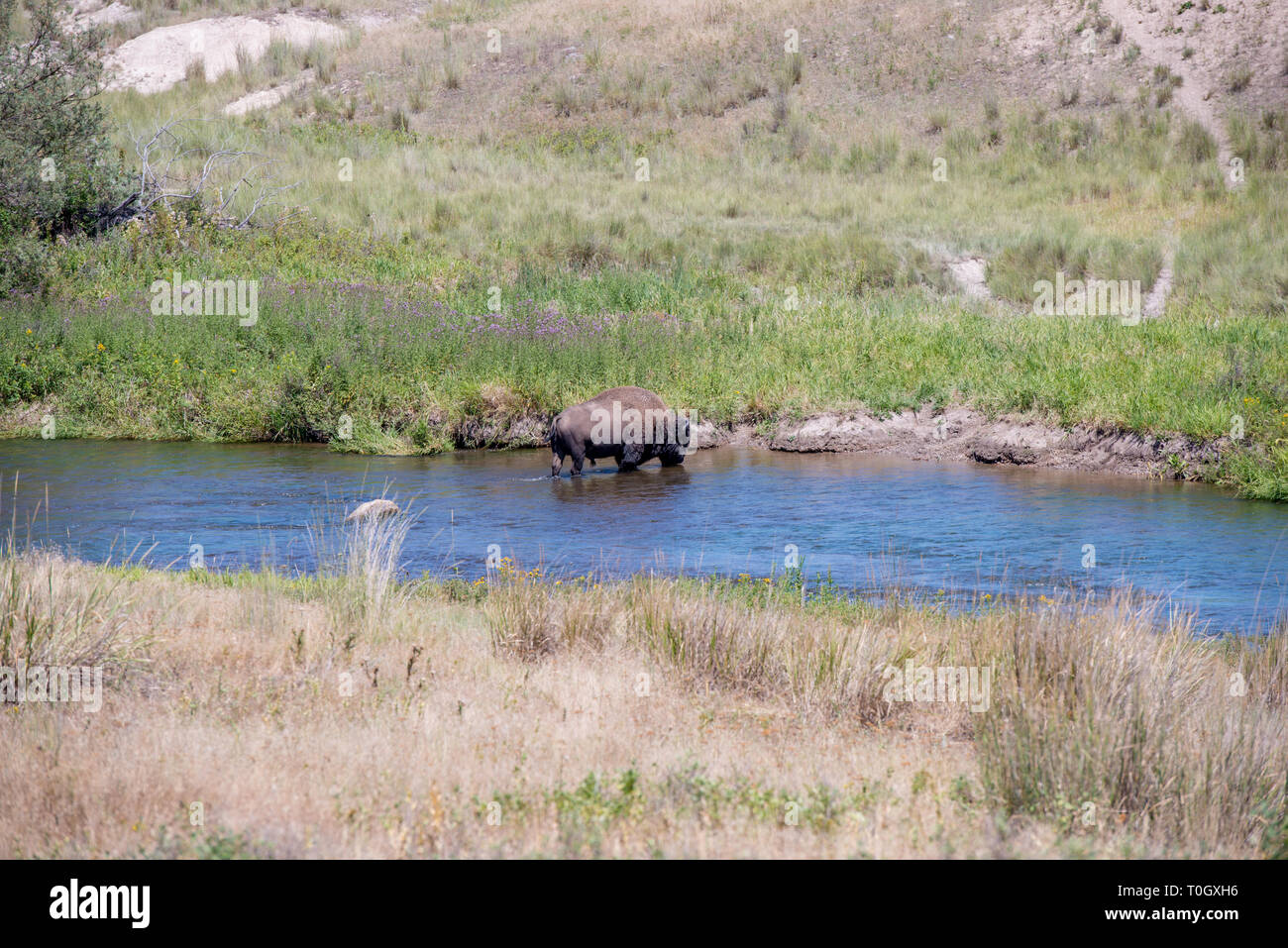 La National Bison Range à Charlo, Montana est l'un des plus beaux