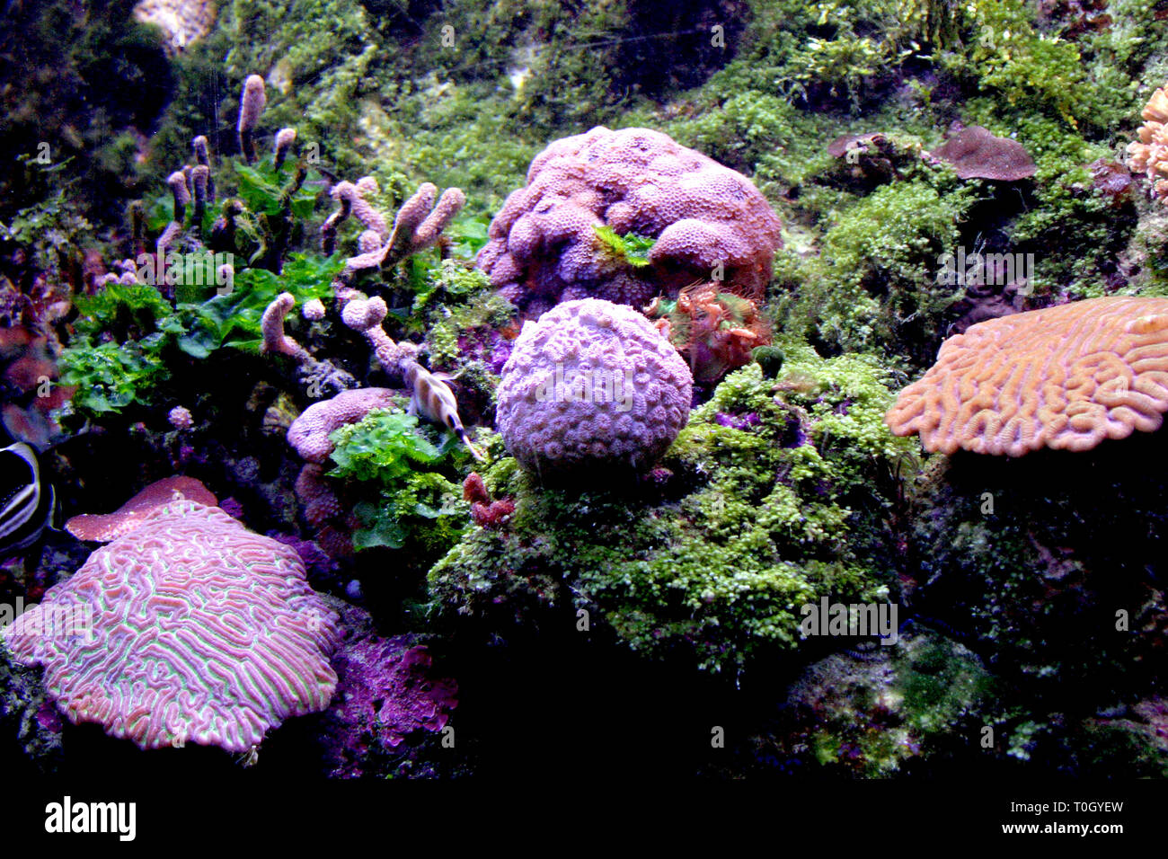 Parque de Xcaret en Cancun au Mexique. .Acuario..**Francisco Morales/DammPhoto.com/NortePhoto**.*No*venta*a*terceros*..*No*sale*to*third*.. ...**Francisco Morales/DammPhoto.com/*No*venta*a*terceros*.*No*sale*to*third*.. Banque D'Images