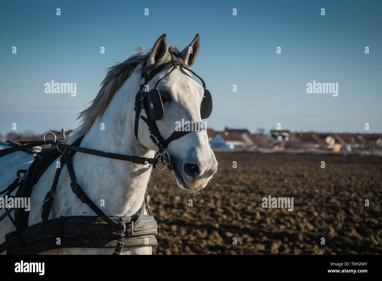 Cheval blanc sur le terrain avec des lanières de cuir, portrait Banque D'Images