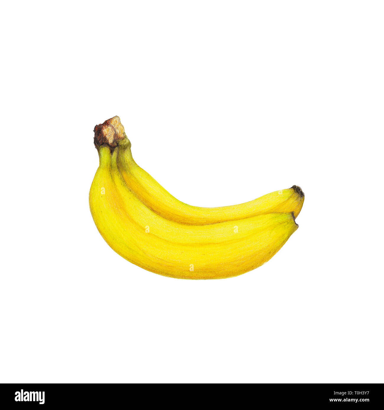 Dessin Realiste Isoles De Bananes Photo Stock Alamy