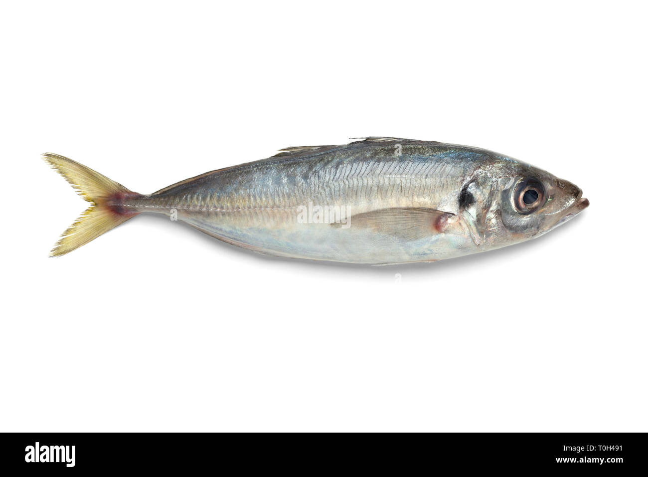 Frais unique chinchard cru isolé sur fond blanc Banque D'Images