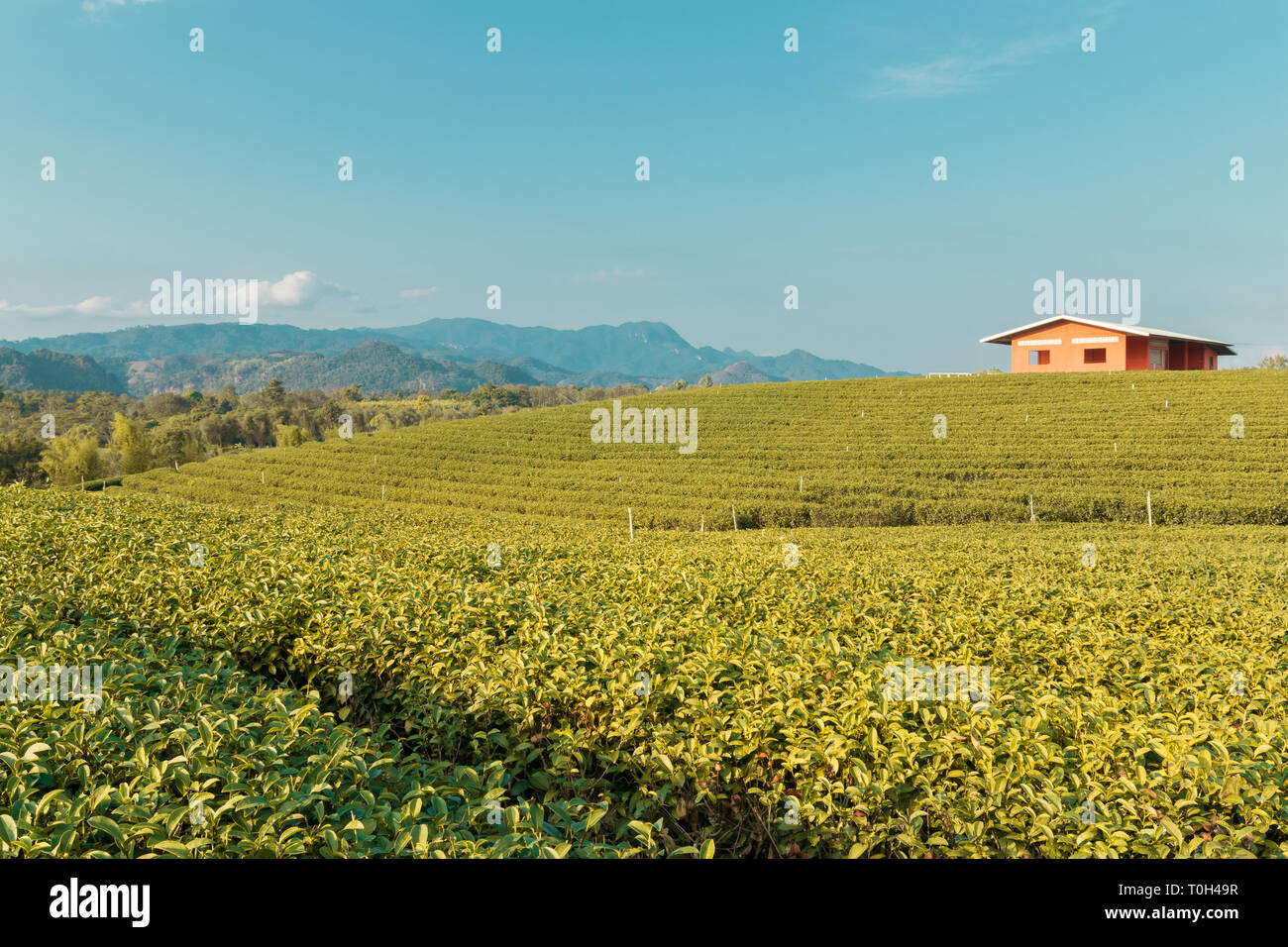 Paysage nature background,thé vert des plantations de thé dans le nord de la Thaïlande Banque D'Images