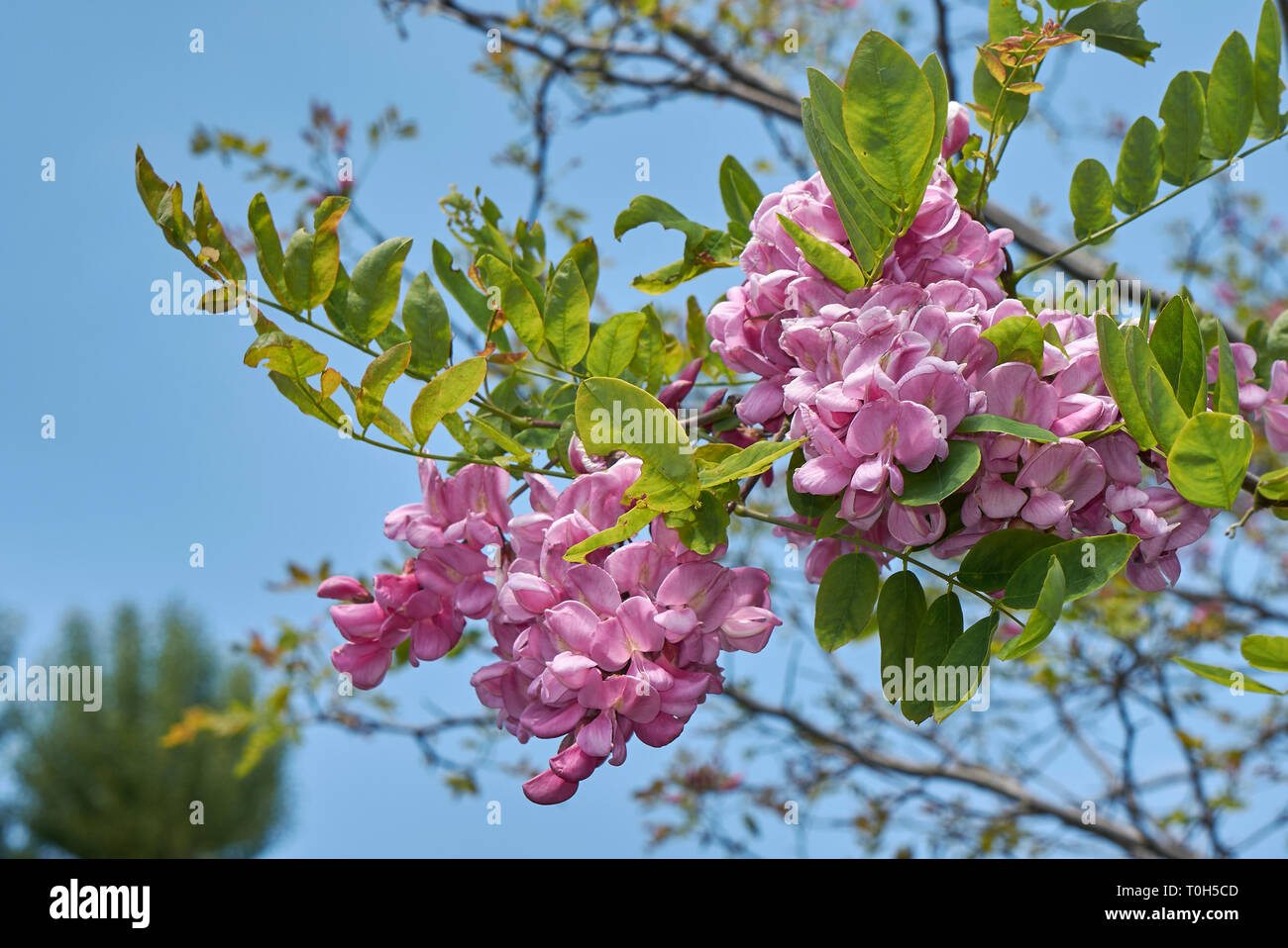 Robinia viscosa fleur pourpre Banque D'Images
