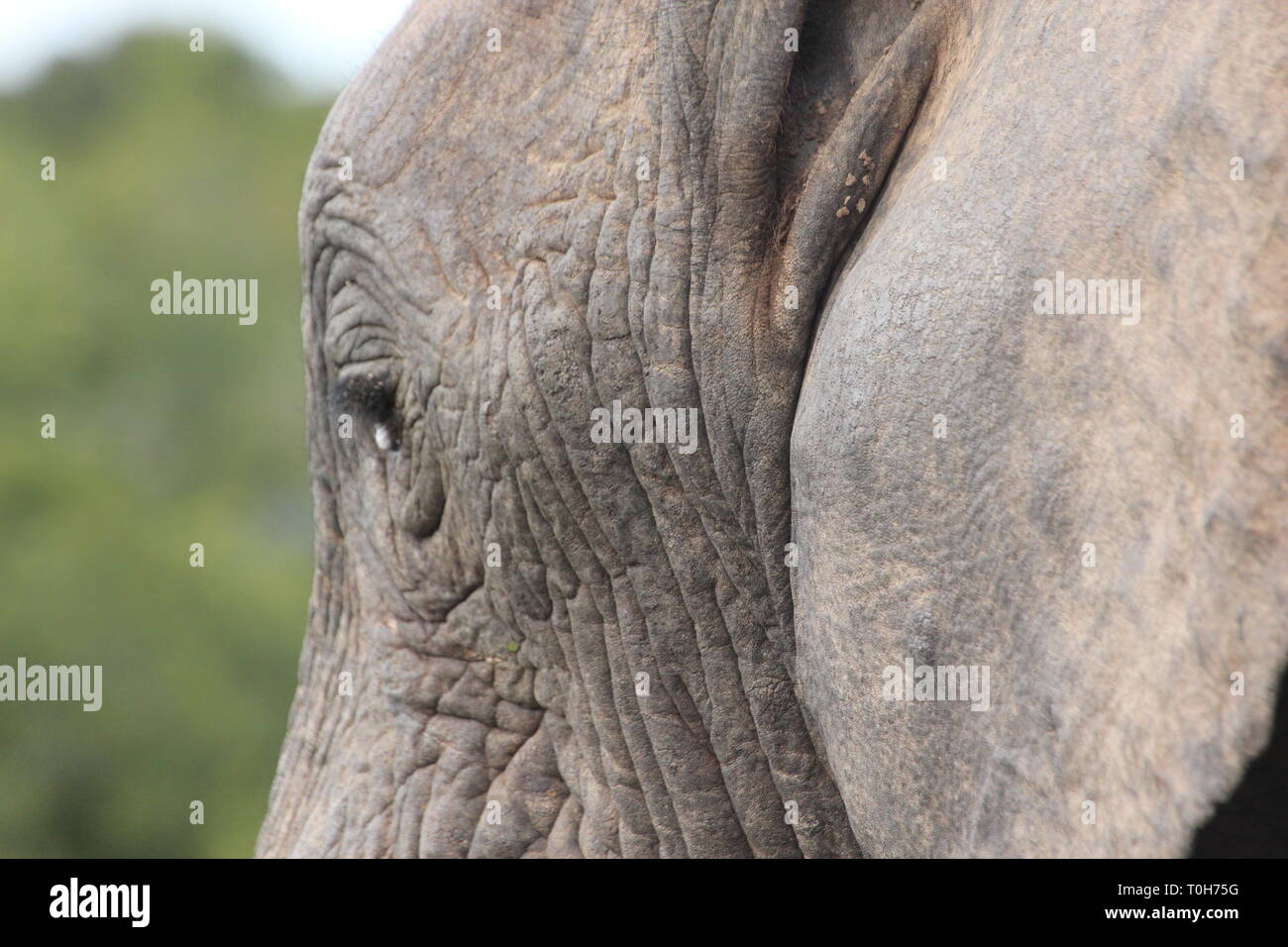 Beau portrait de ce géant Banque D'Images