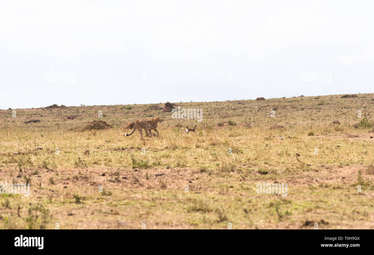 Le jeu du chat et de la souris avec le butin. Jeu mortel. Le Masai Mara, Kenya Banque D'Images