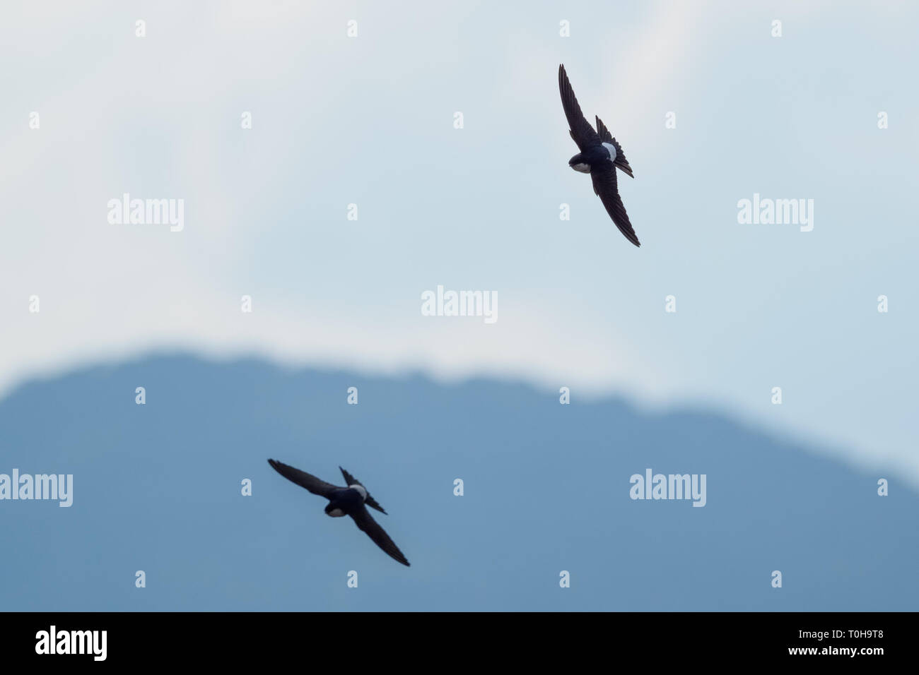 Le Vol Rapide Dhirondelles Dans Le Bleu Ciel Nuageux Vite