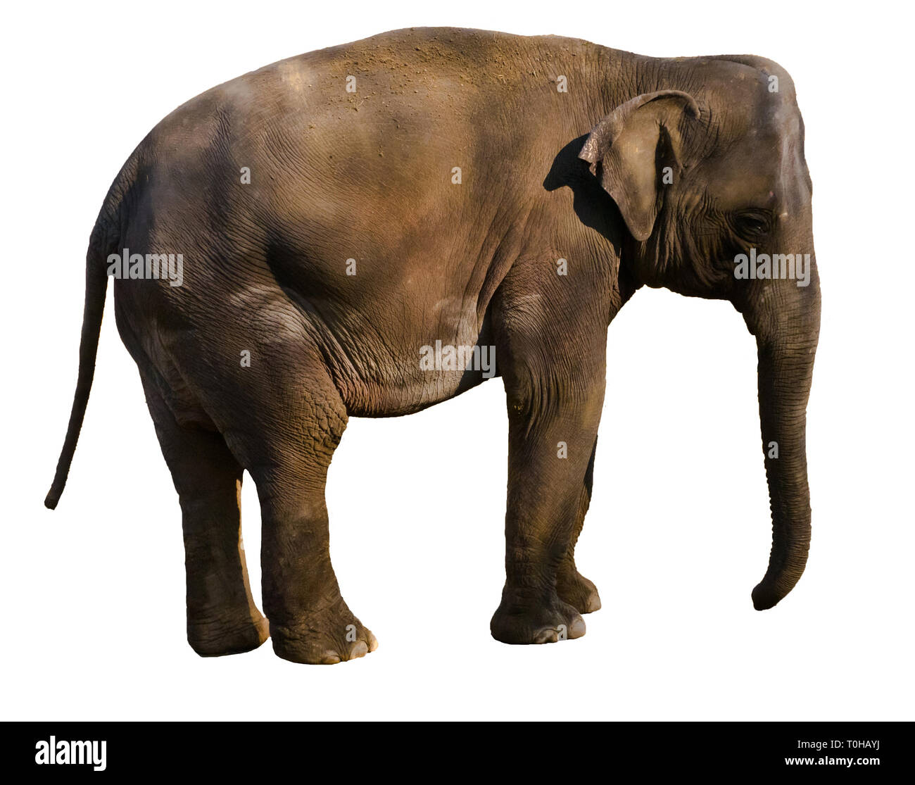 L'éléphant indien isolé Banque D'Images